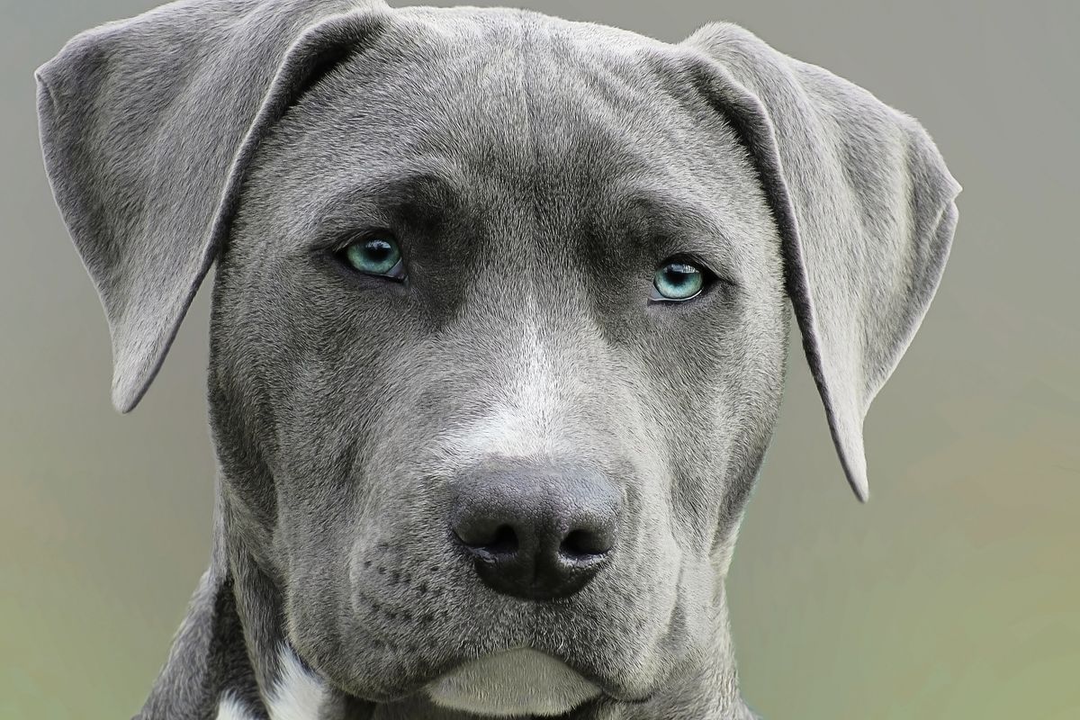 Young large-breed dog, breeds that may benefit from delayed desexing for joint health