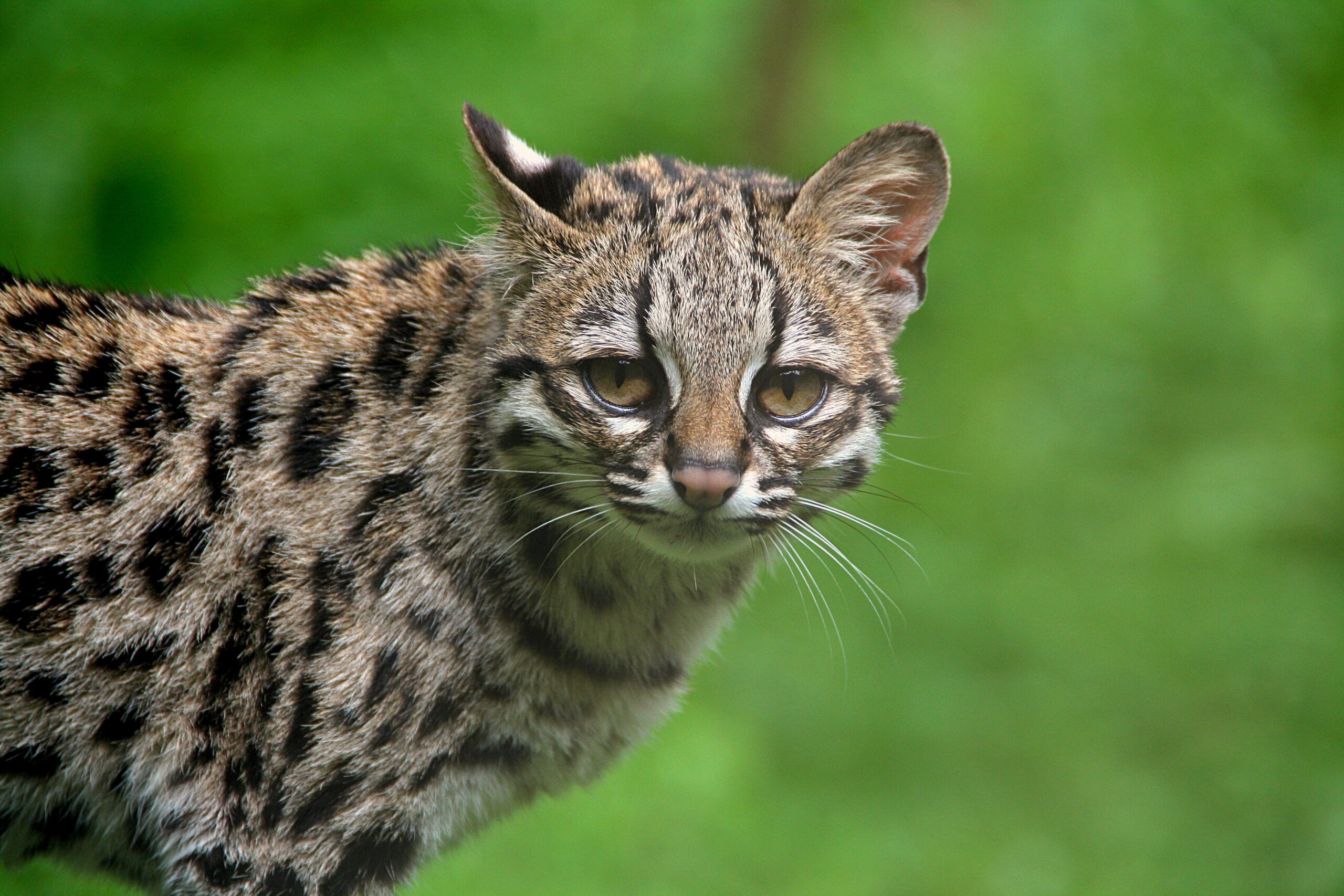Margay, a small South American cat known for climbing trees