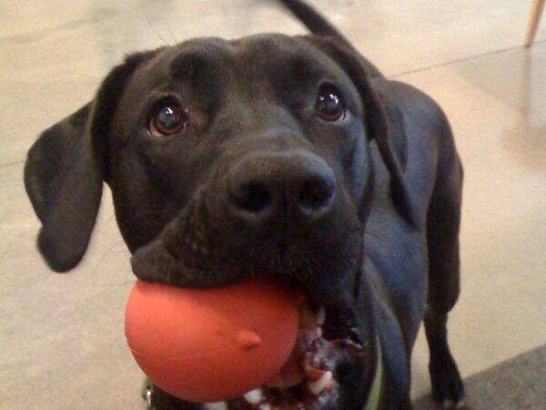 Friendly office dog sitting beside a desk on Bring Your Dog to Work Day