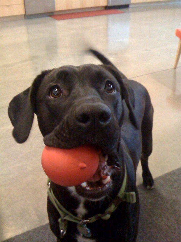 Friendly office dog sitting beside a desk on Bring Your Dog to Work Day