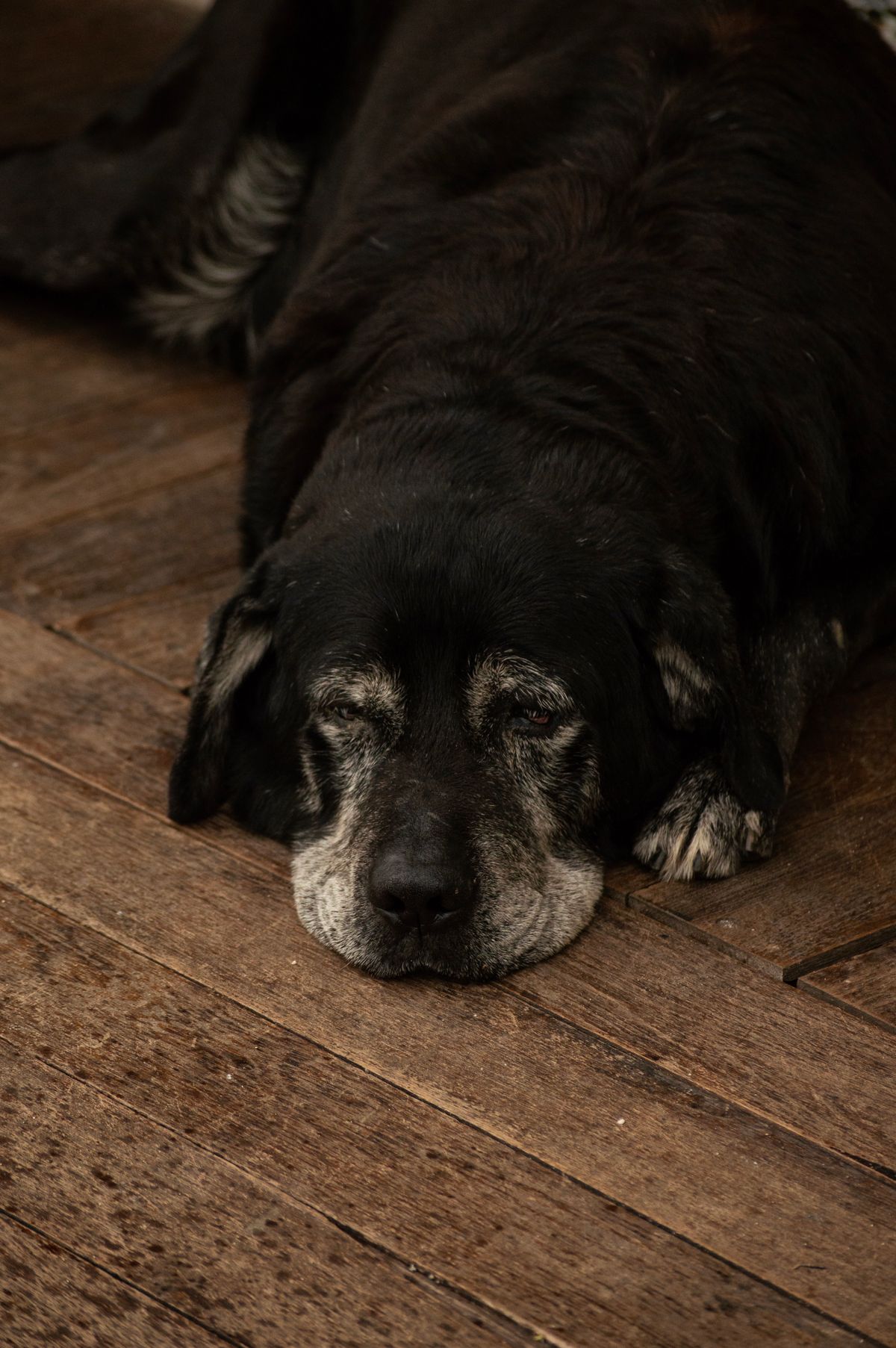 Older dog lying on the floor looking stiff, a common sign of arthritis in cold weather