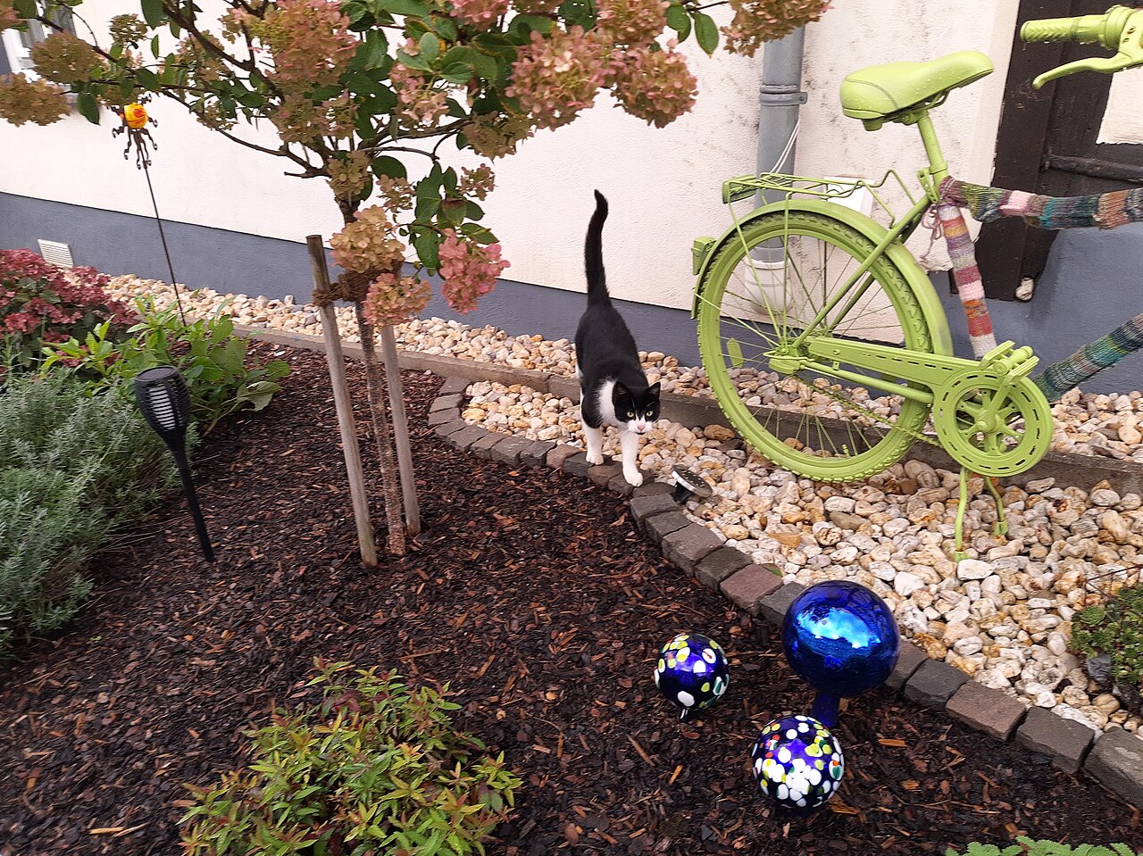 An outdoor tabby cat walking through a garden, where toxoplasma oocysts can survive in soil