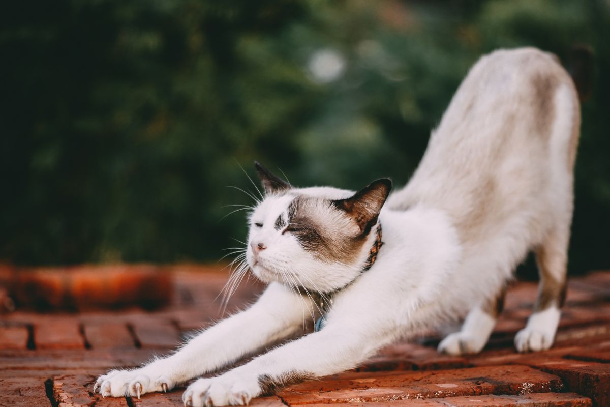 A roaming domestic cat stretching outdoors on brick paving at dusk