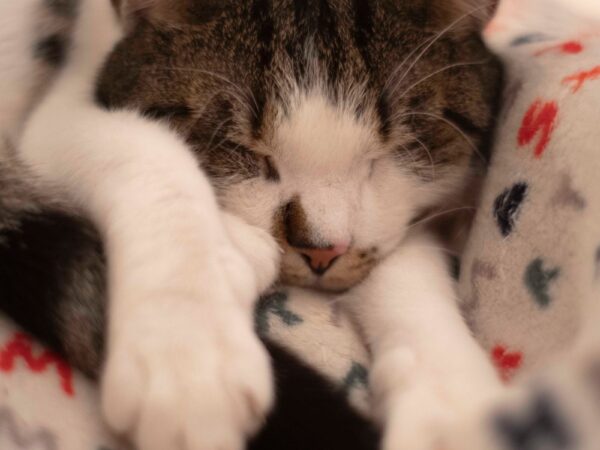Cosy cat curled up under a blanket during an Australian winter