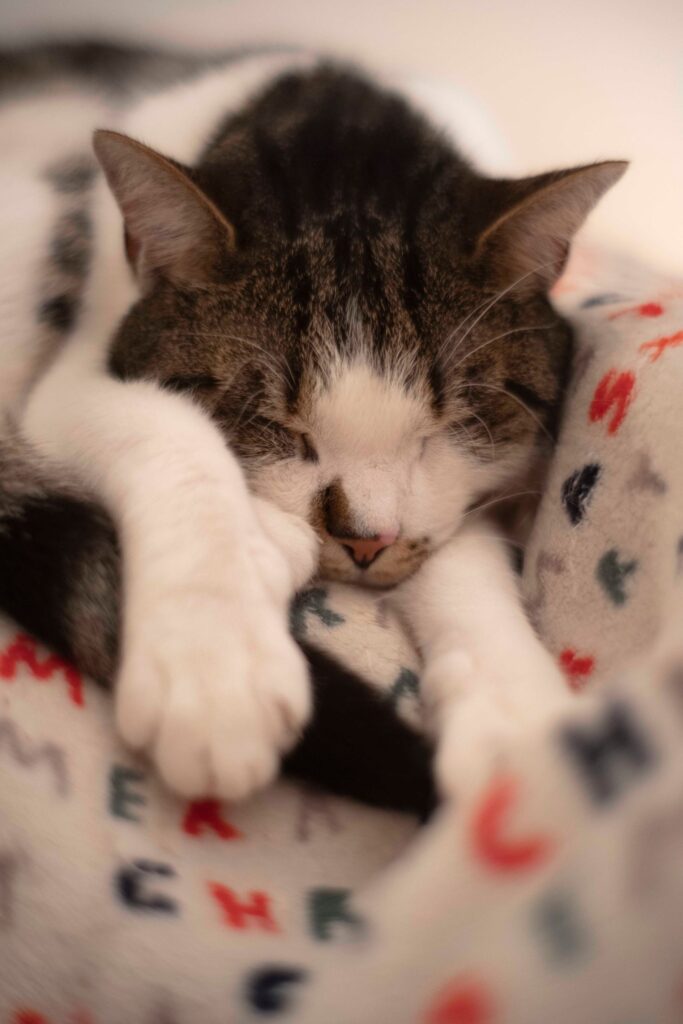 Cosy cat curled up under a blanket during an Australian winter