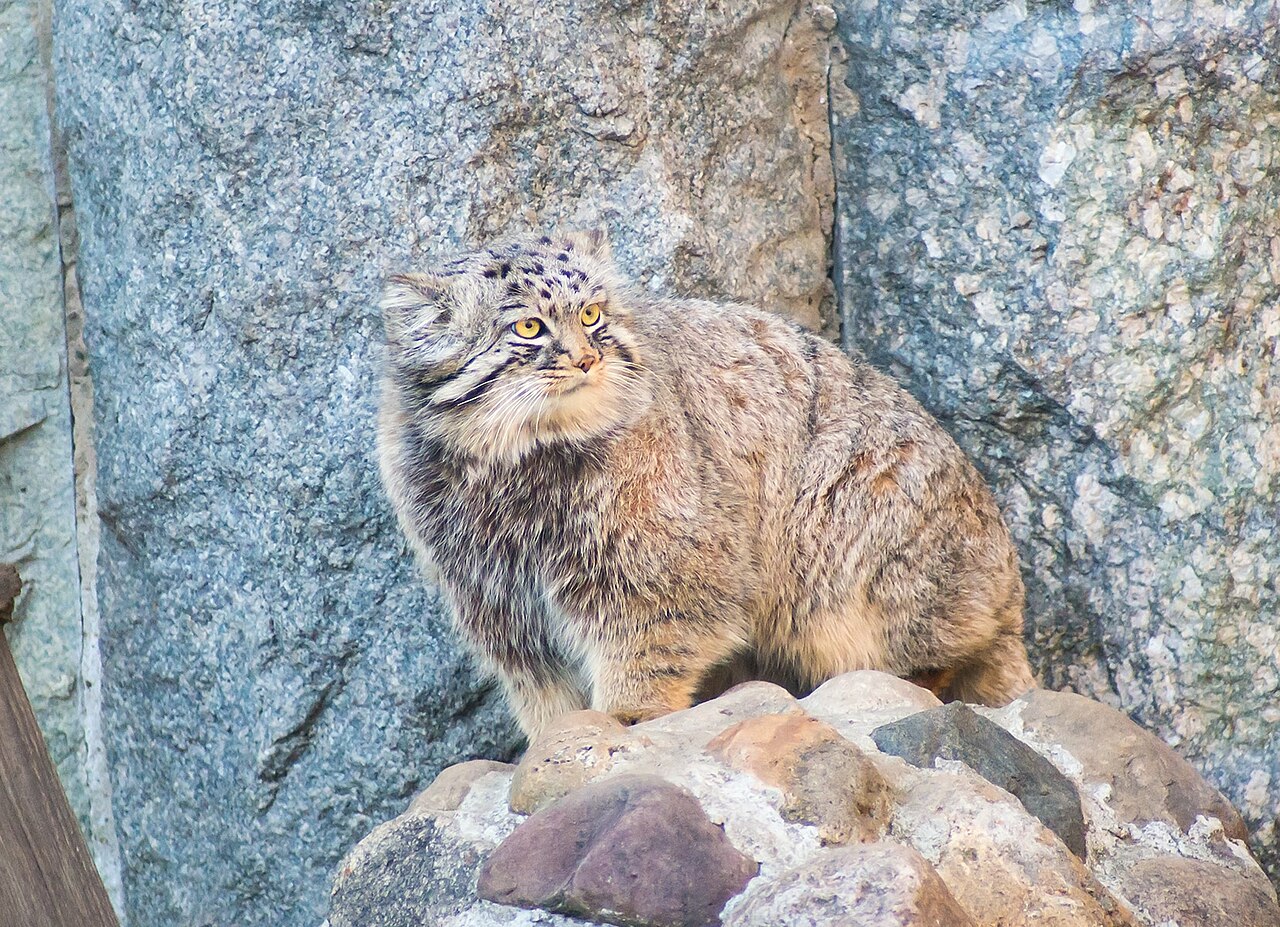 Full-body Pallas cat showing thick dense grey fur and stocky build