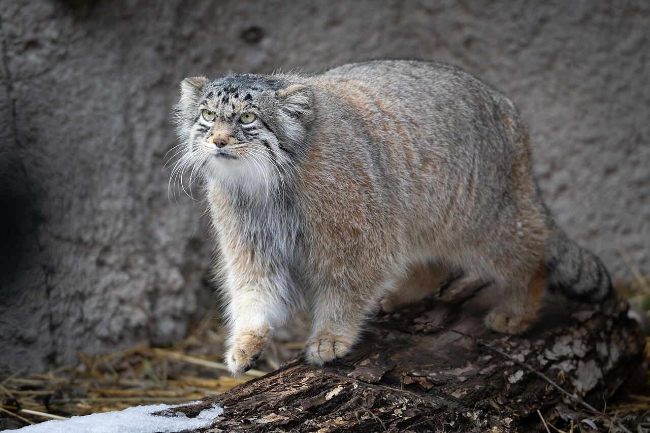 Pallas cat with its characteristic flat grumpy-looking face