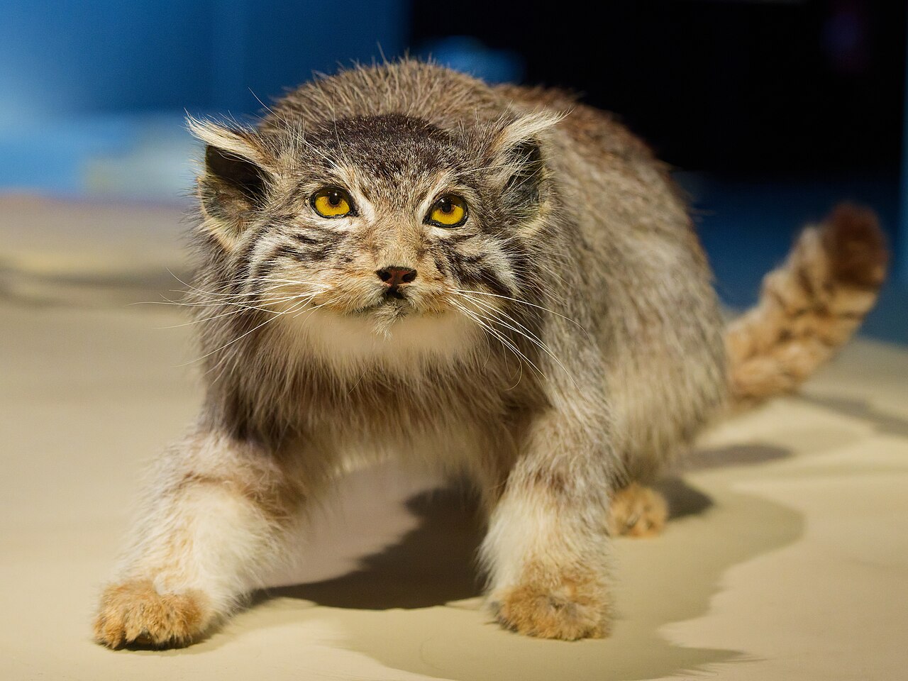 Pallas cat in dry rocky steppe habitat showing its camouflaged grey coat