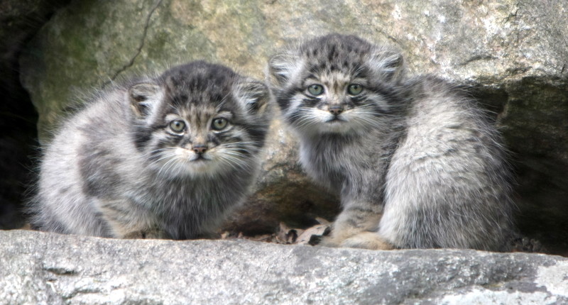 Young Pallas cat kittens