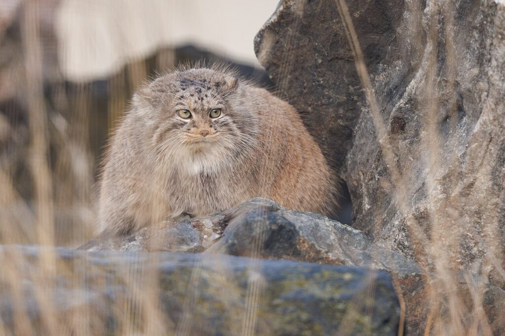 Pallas cat (manul) with dense grey fur sitting in rocky terrain