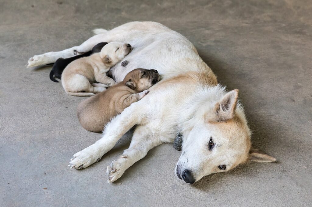 Newborn puppies resting beside their mother, the age group most vulnerable to canine parvovirus
