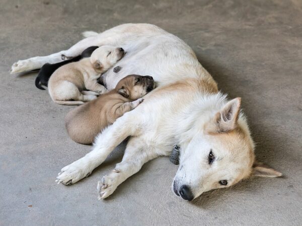 Newborn puppies resting beside their mother, the age group most vulnerable to canine parvovirus