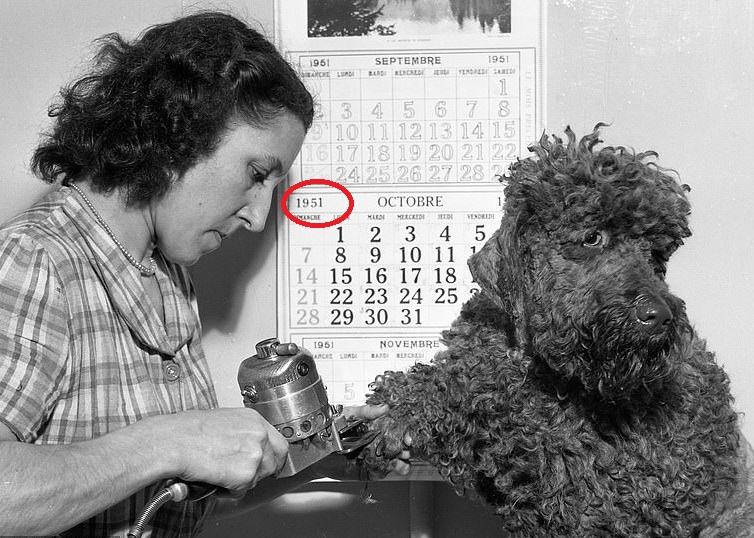 Dog being groomed and brushed by a professional pet groomer in Perth