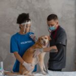 Veterinarian examining a dog during a routine check-up in an Australian clinic