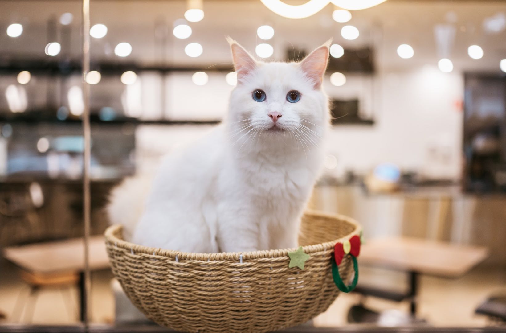 White cat sitting in a basket inside Pokemeow cat cafe, Rosebery