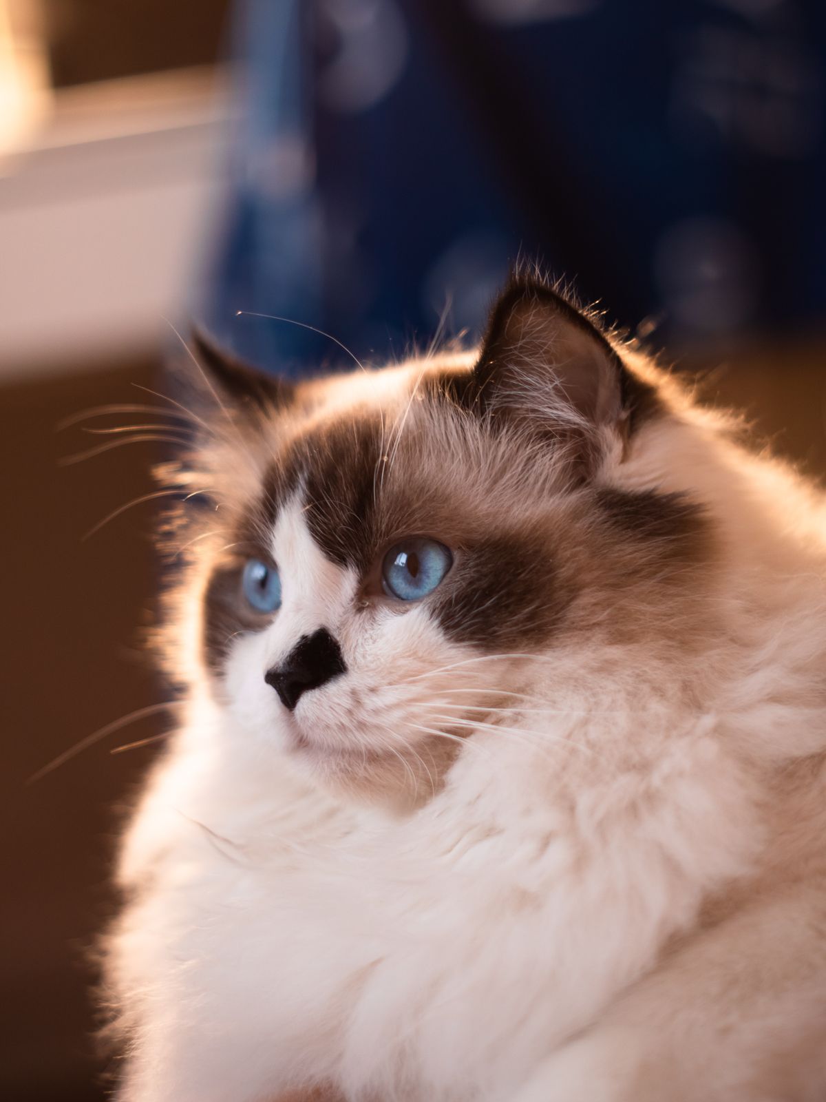 Ragdoll cat with blue eyes and soft long fur looking at the camera