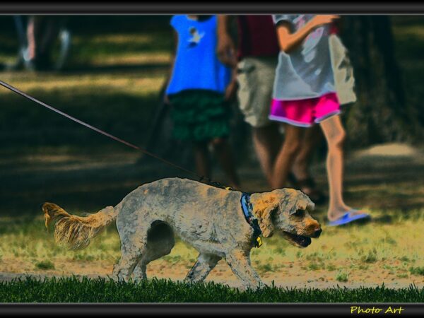 Calm dog walking on a loose lead beside its owner on a quiet path