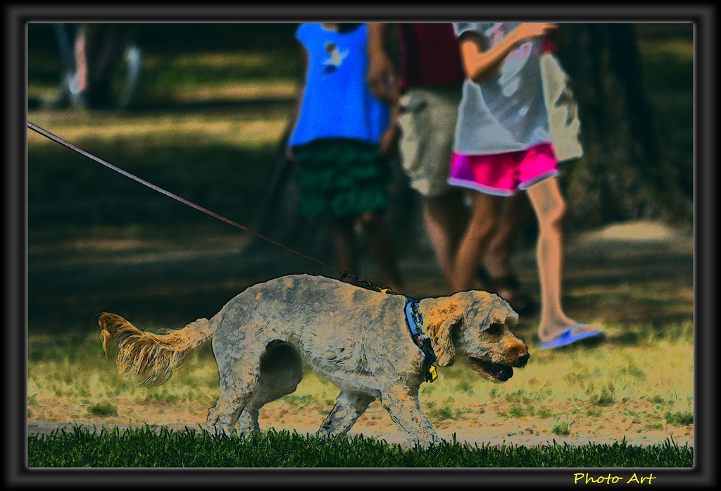 Calm dog walking on a loose lead beside its owner on a quiet path