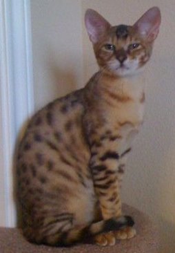 Savannah cat with large ears looking at the camera