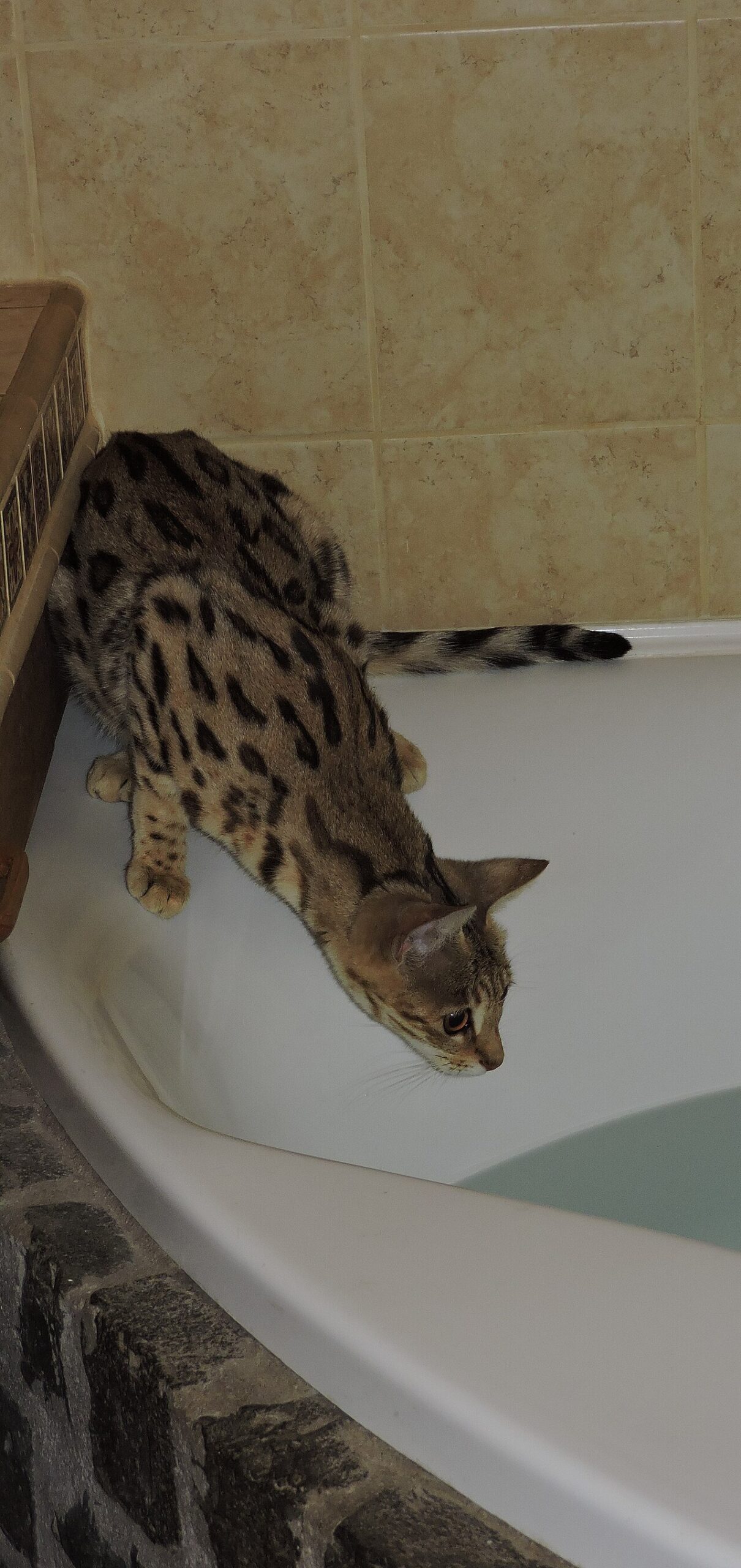 Savannah cat playing in shallow water