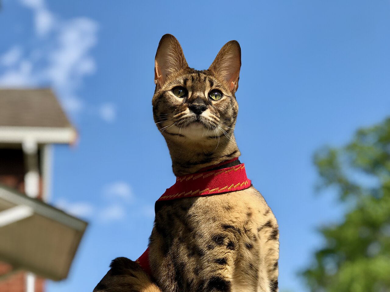 Spotted Savannah cat with golden coat and dark markings