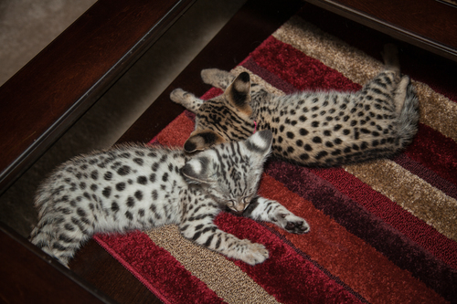 Two Savannah kittens with silver and gold spotted coats
