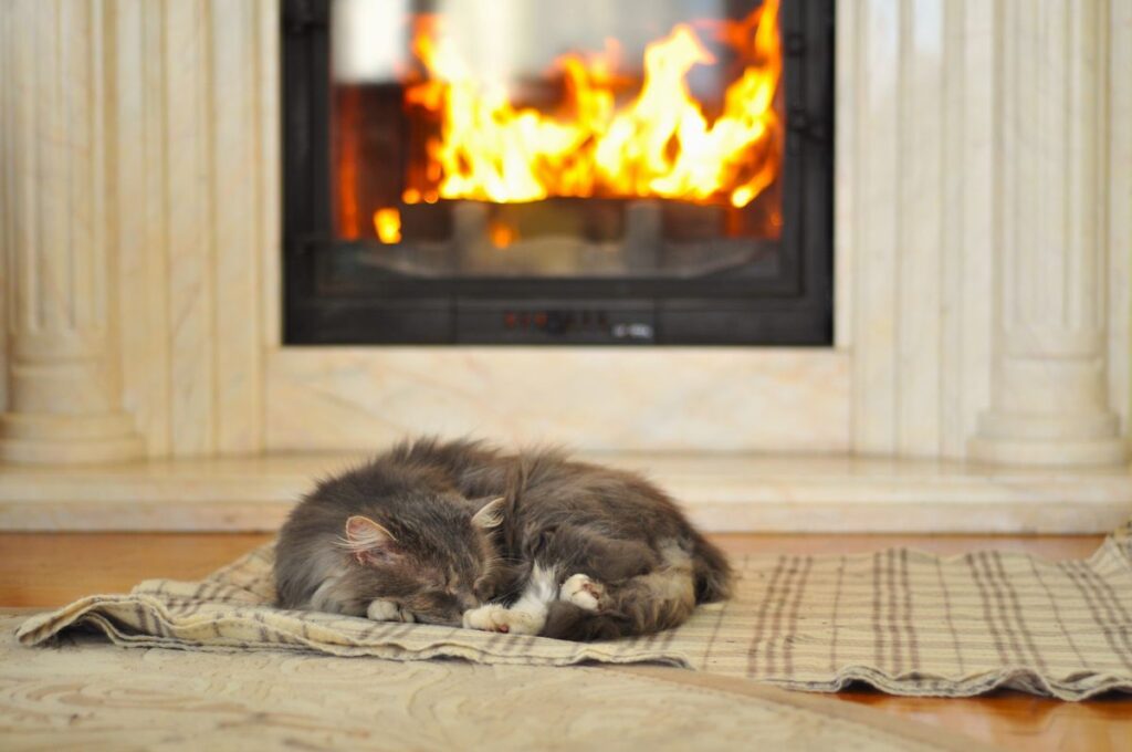 Senior cat curled up resting warmly beside a fireplace in winter