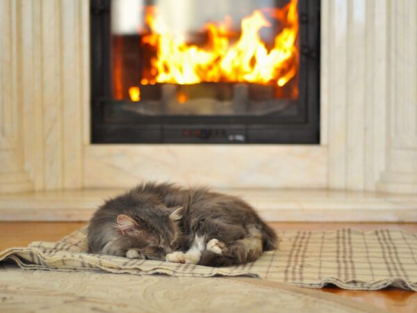 Senior cat curled up resting warmly beside a fireplace in winter