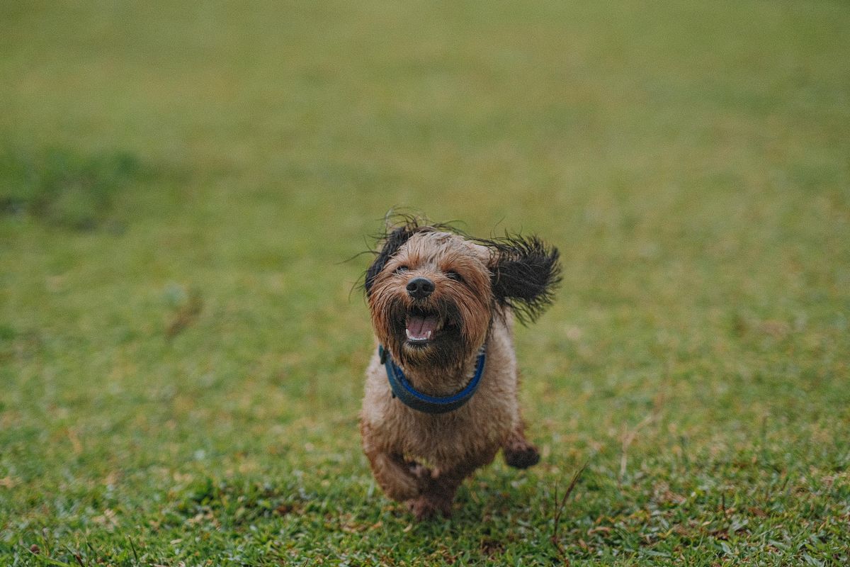 Senior dog resting, joint and mobility care for aging dogs