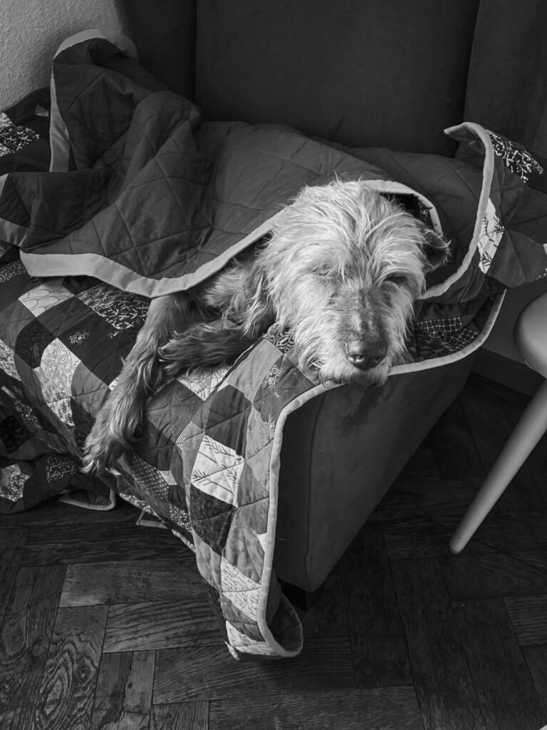 Senior dog resting under a cosy quilt indoors during an Australian winter