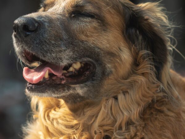 Senior dog resting comfortably in warm winter sunlight
