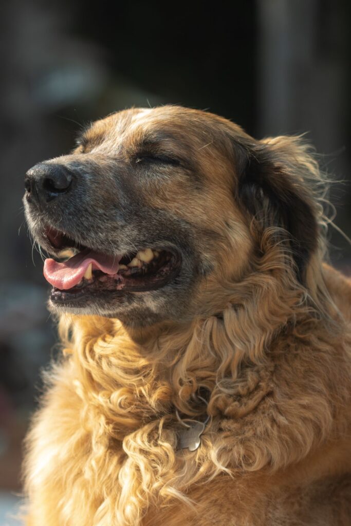 Senior dog resting comfortably in warm winter sunlight
