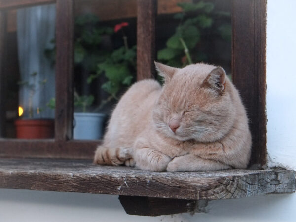 Senior ginger cat curled up asleep on a sunny windowsill