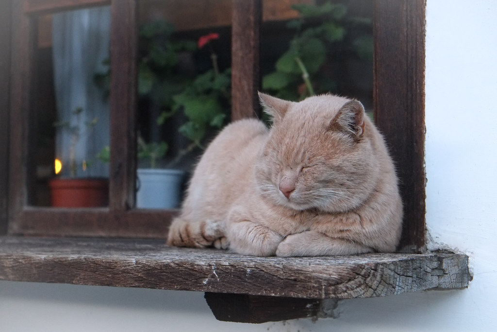 Senior ginger cat curled up asleep on a sunny windowsill