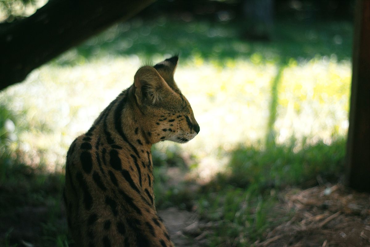 A large spotted serval cat with long legs and big ears sitting alert