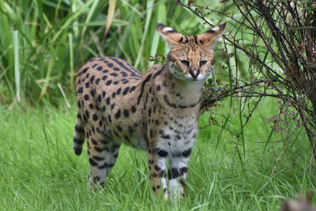 A serval wild cat with spotted coat prowling through open countryside