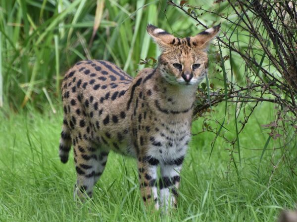 A serval wild cat with spotted coat prowling through open countryside