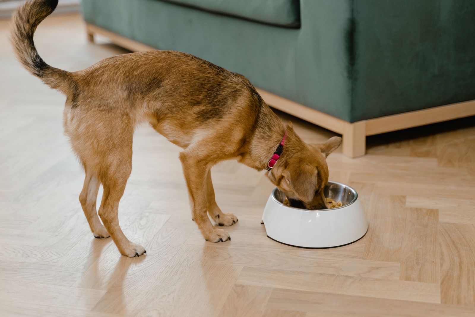 Small brown dog eating a meal from its bowl at home in Australia