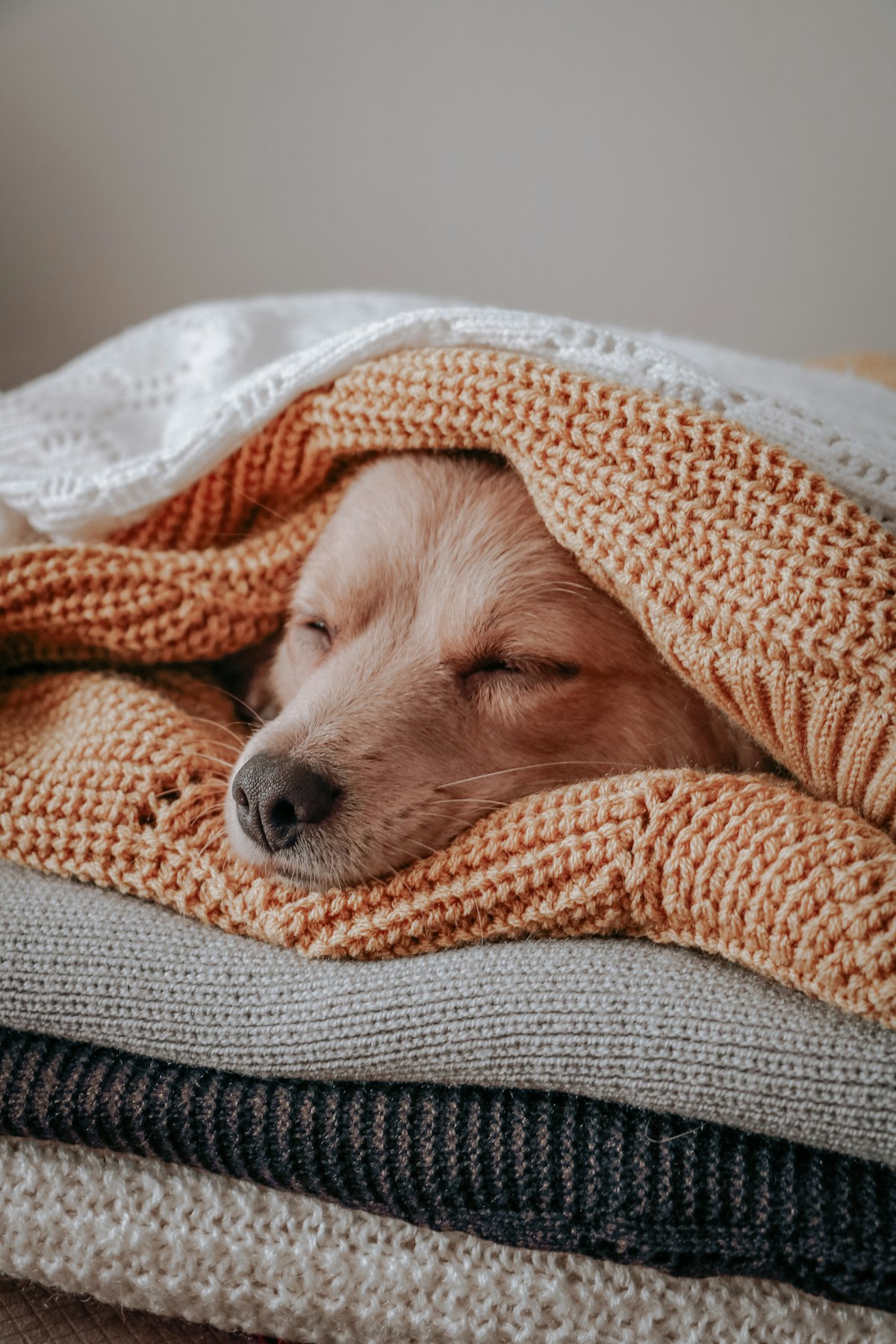 Brown short-coated dog trembling under an orange blanket on a cold day