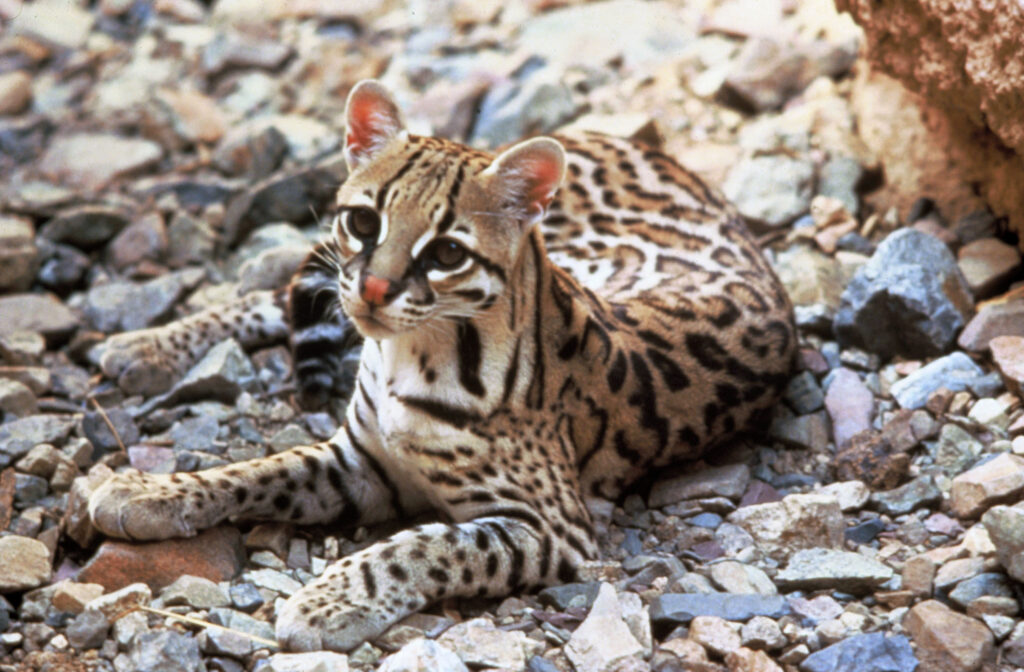 Wild ocelot, a spotted South American cat, standing in natural habitat
