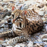 Wild ocelot, a spotted South American cat, standing in natural habitat