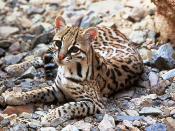 Wild ocelot, a spotted South American cat, standing in natural habitat