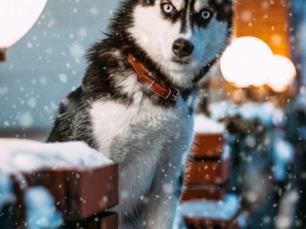 Rescue husky with blue eyes waiting for adoption at a Sydney dog shelter