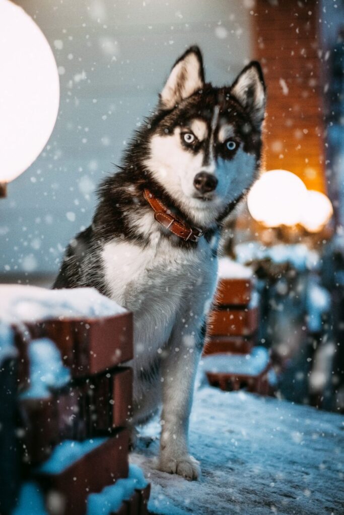 Rescue husky with blue eyes waiting for adoption at a Sydney dog shelter