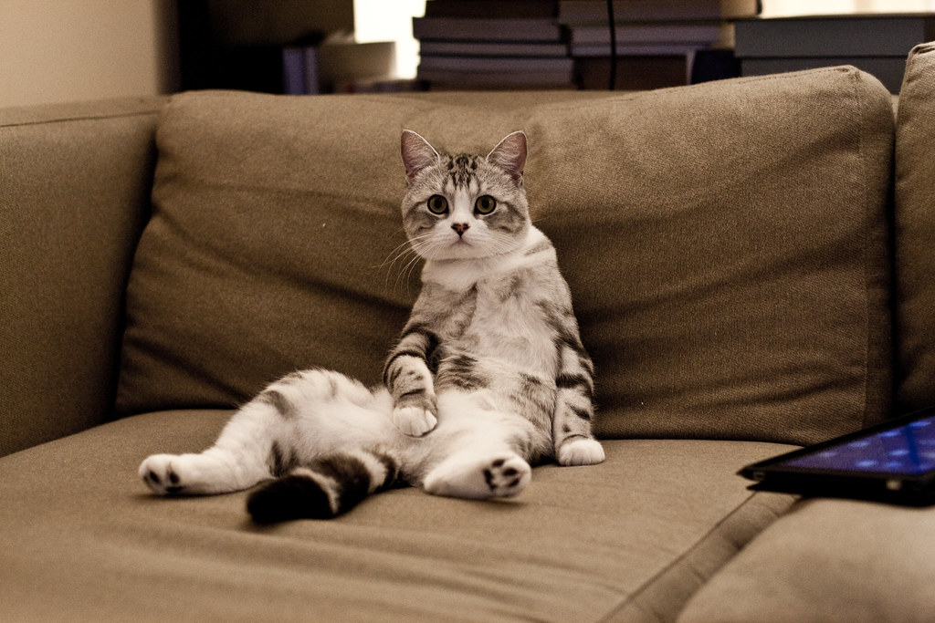 Tabby cat sitting upright and relaxed on a lounge