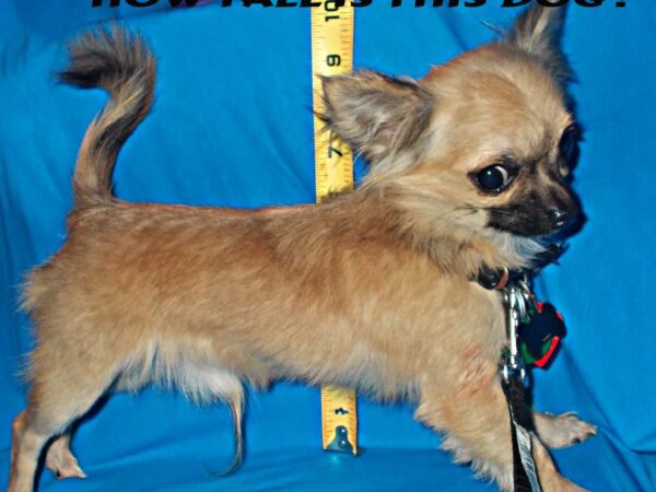 Teacup Chihuahua under three pounds standing on grass