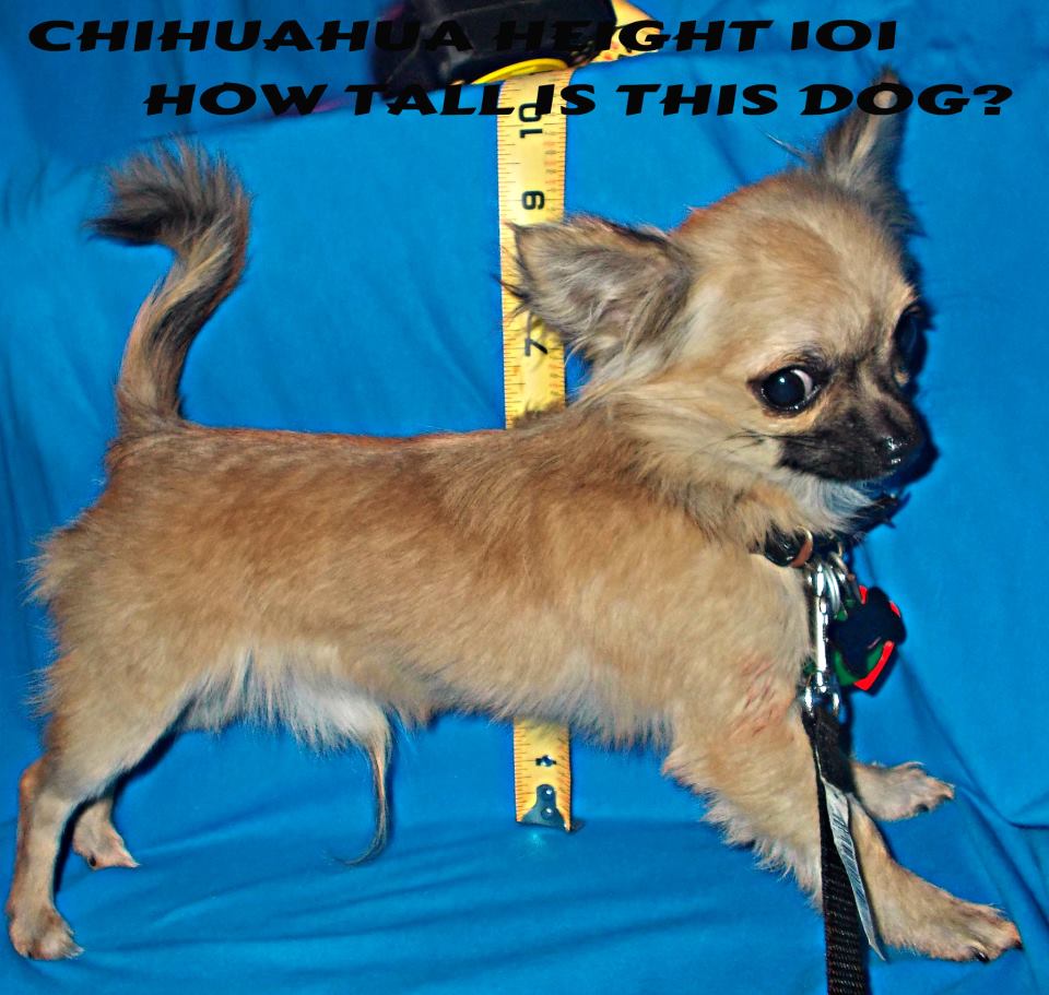 Teacup Chihuahua under three pounds standing on grass