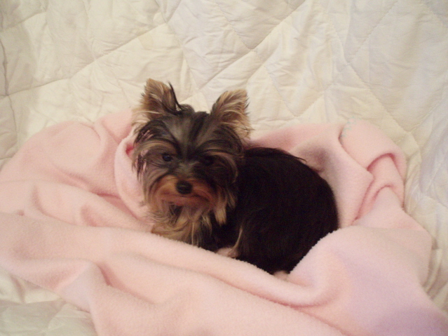 Small teacup-sized Yorkshire Terrier puppy resting on a soft blanket