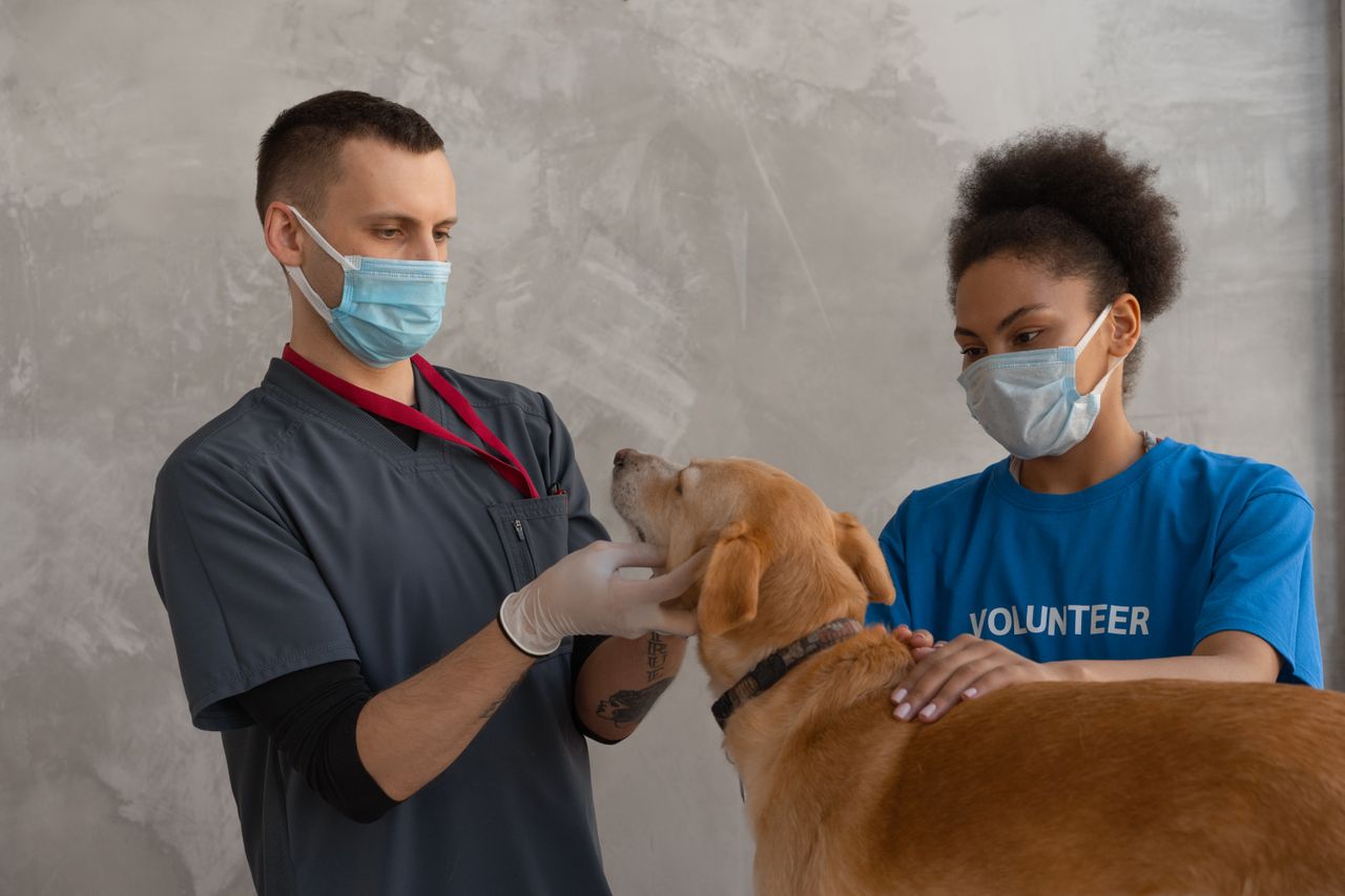 Vet running their hands through a dog's coat to feel for paralysis ticks during a check