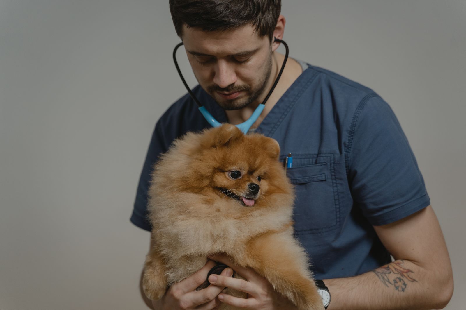 Veterinarian checking a fluffy dog during a routine weight and body condition check